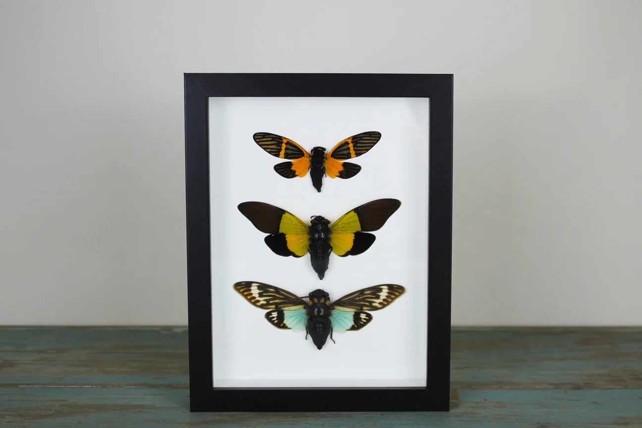 Triplet of Cicadas