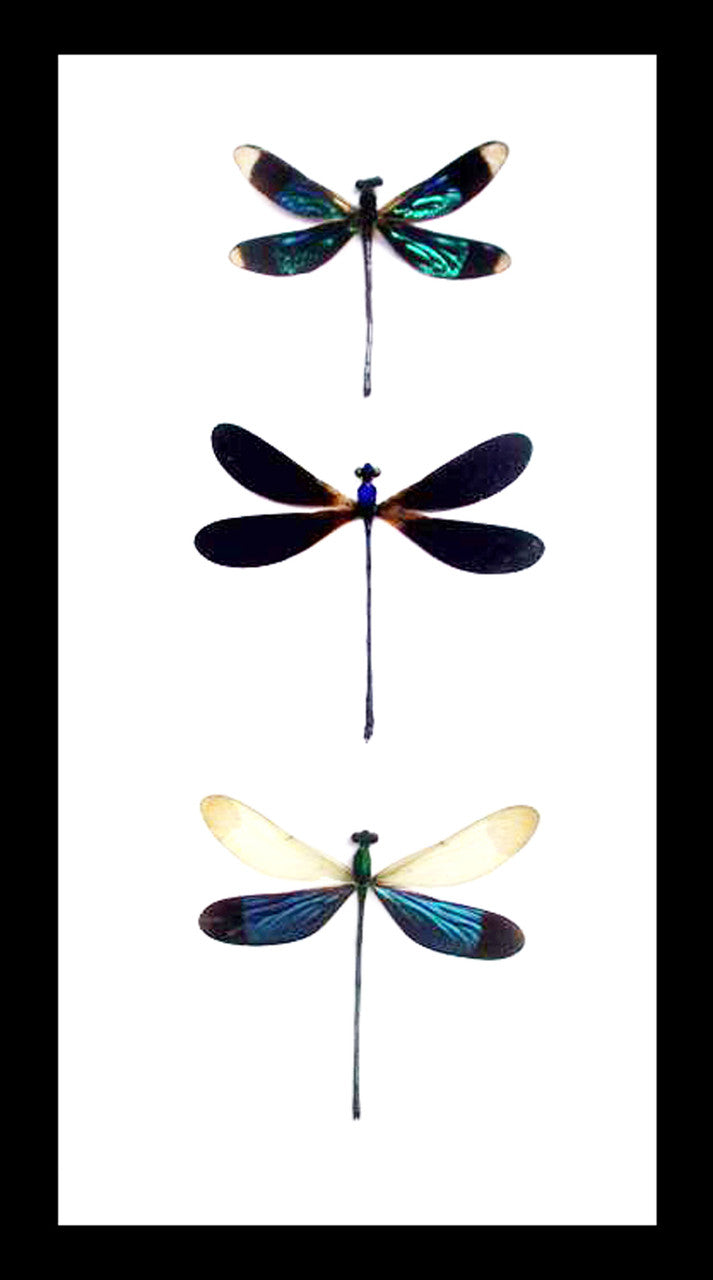 Dragonfly 3 Species
