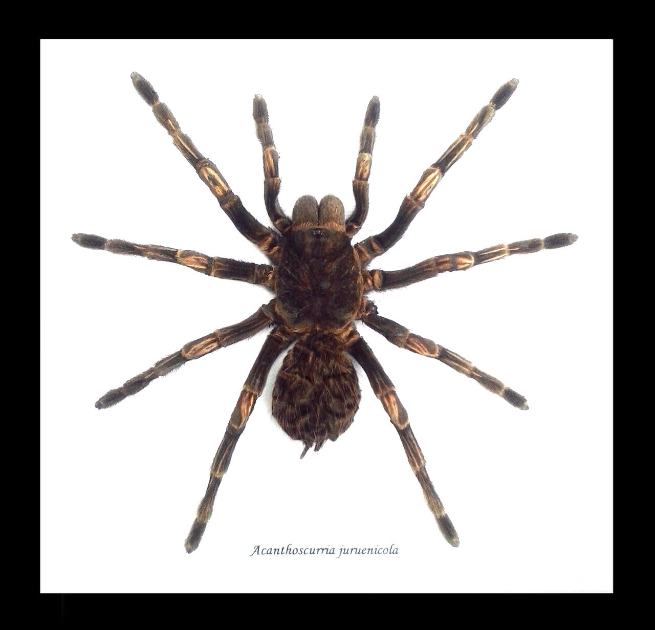 Acanthoscurria Juruenicola