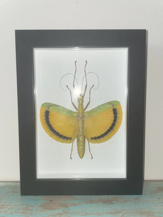 Tagesoidea nigrofasciata Yellow Leaf Insect in a Black Frame