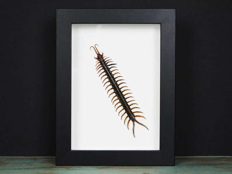 Scolopendra sp. Centipede
