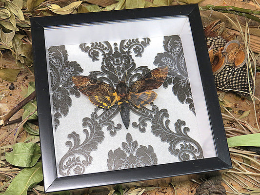 Acherontia Atropos Gothic