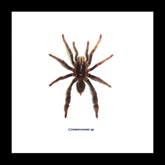 Coremiocnemis sp.