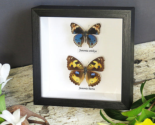Junonia Double