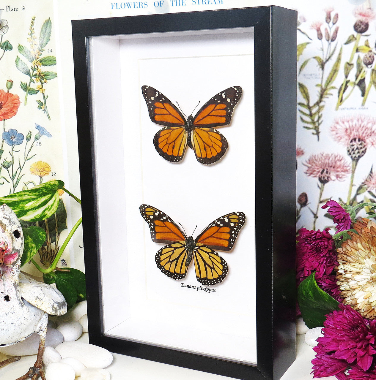 Danaus Plexipus Viso Verso