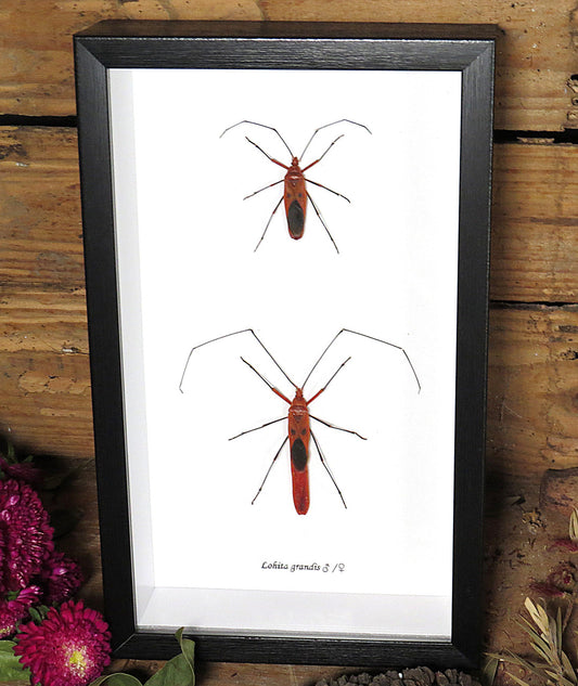 Lohita Grandis