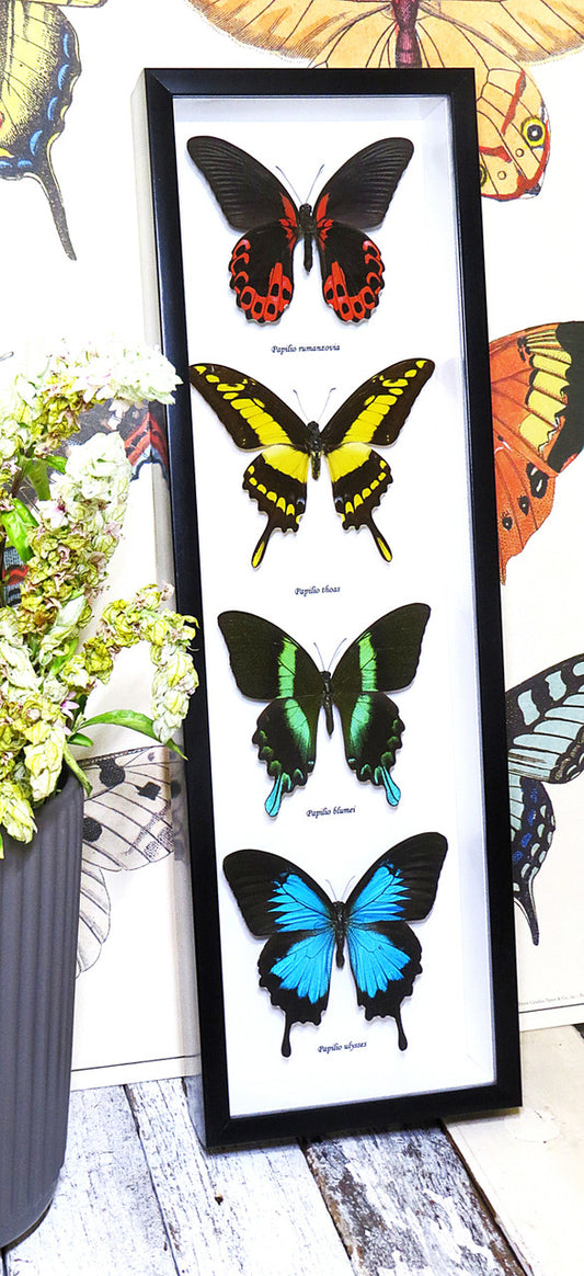 Butterfly Combo 4