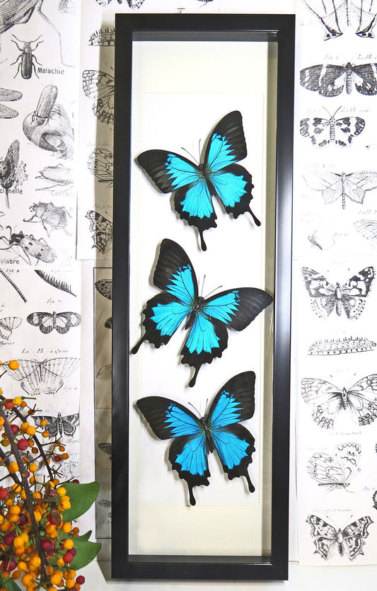 3x Papilio Ulysses