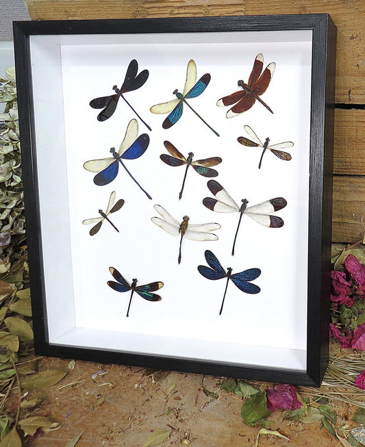 Dragonfly Sweep