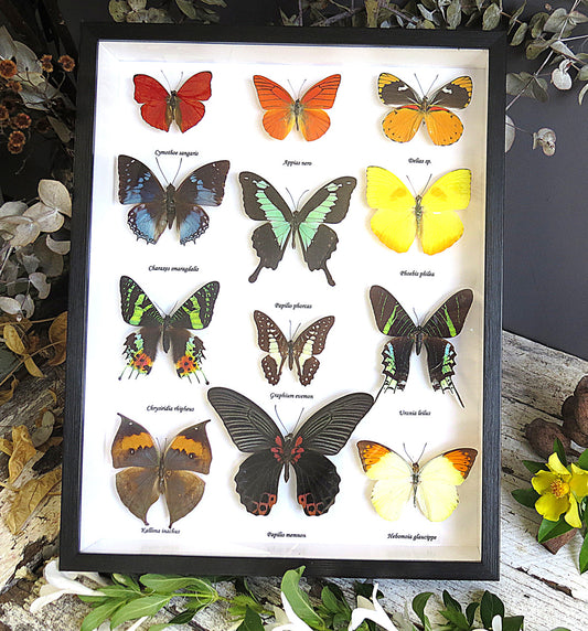 Butterflies #1