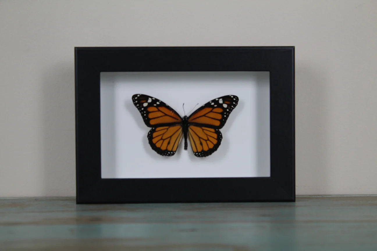 Danaus Plexippus Butterfly