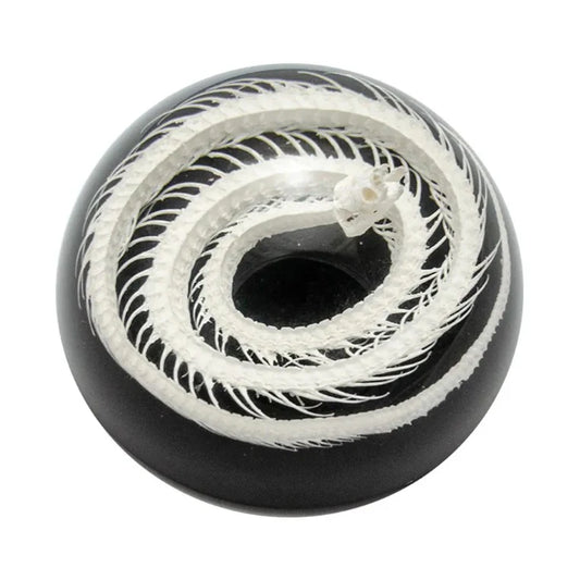 Dendrelaphis Pictus Snake Paperweight