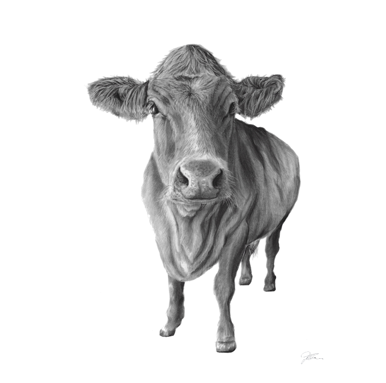 I like cows A5 Print