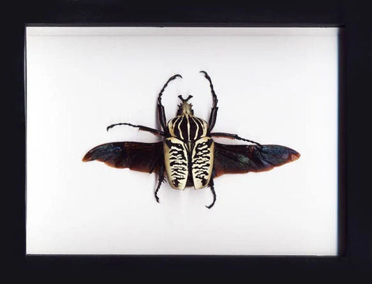 90mm Goliathus albosigniatus Framed