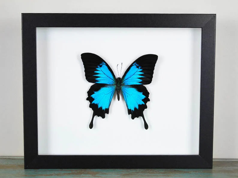 Papilio Ulysses Butterfly White Frame