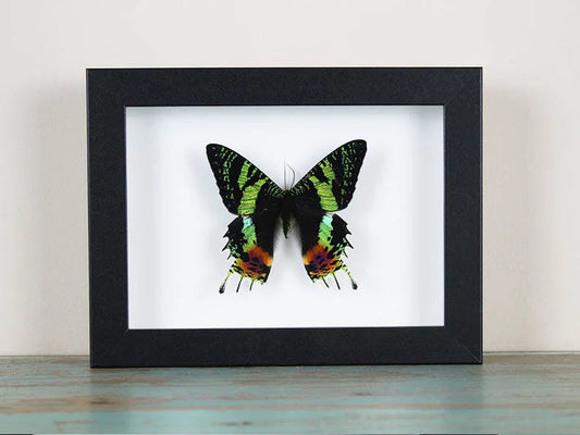 Urania ripheus or Sunset Moth in a Frame