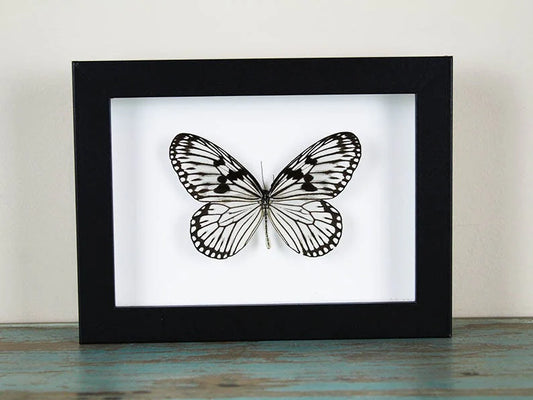 Wood Nymph Butterfly