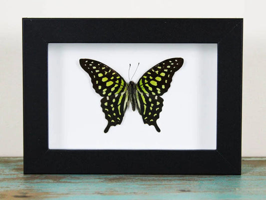 Tailed Jay Butterfly